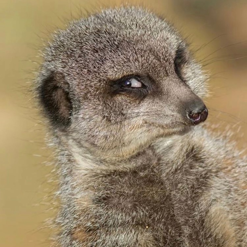 Meet your Posher, Brandon